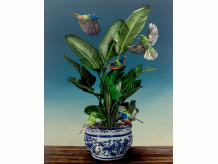 Birds of Paradise - Signed Print - Free Shipping Birds of Paradise - Signed Print - Free Shipping