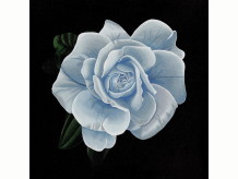 Rose, Garden, Moonlight, Magic, Witch, White Rose, Black Abbey Studios