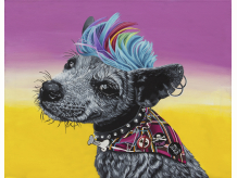 Punk, punkrock, pup, puppy, dog, rock, colorful, bright, cheery